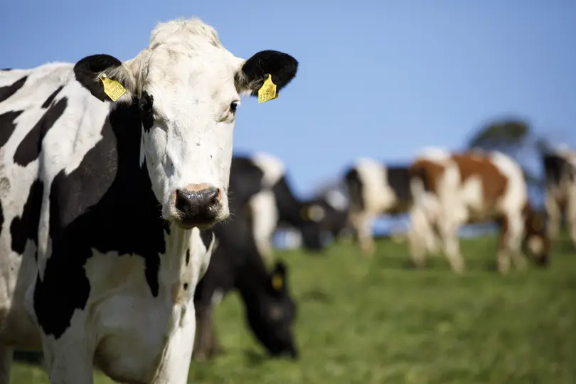 Bovine TB Scheme 2026: what's changed and what it means for farmers