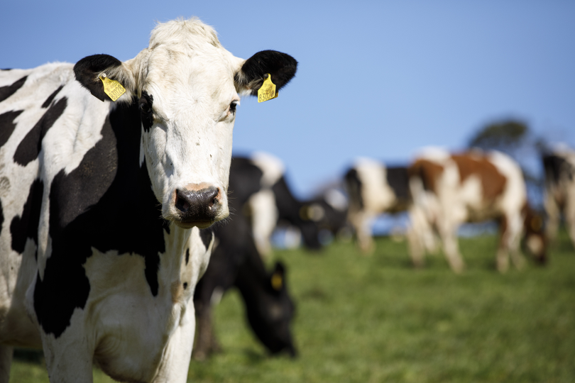 Bovine TB Scheme 2026: what's changed and what it means for farmers